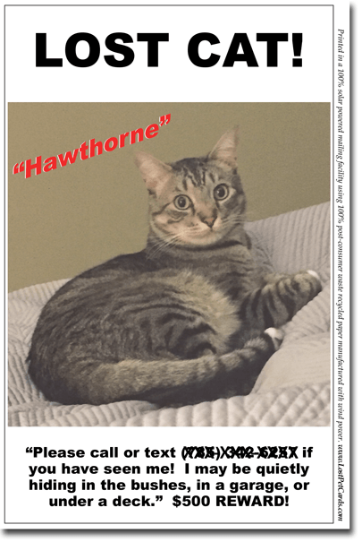 lostcat hawthorne